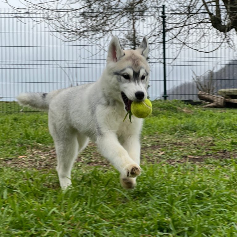 Cachorro de Husky Siberiano