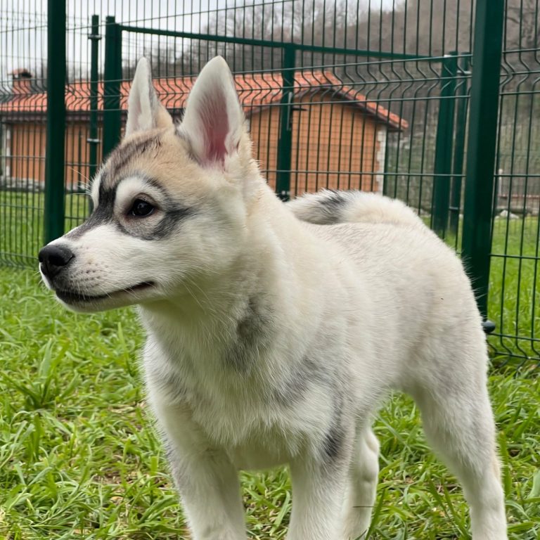 Cachorro de Husky Siberiano Disponible