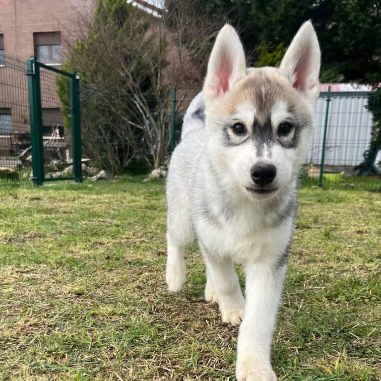 Cachorro de Husky Siberiano Disponible