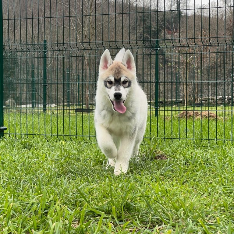 Cachorro de Husky Siberiano Disponible