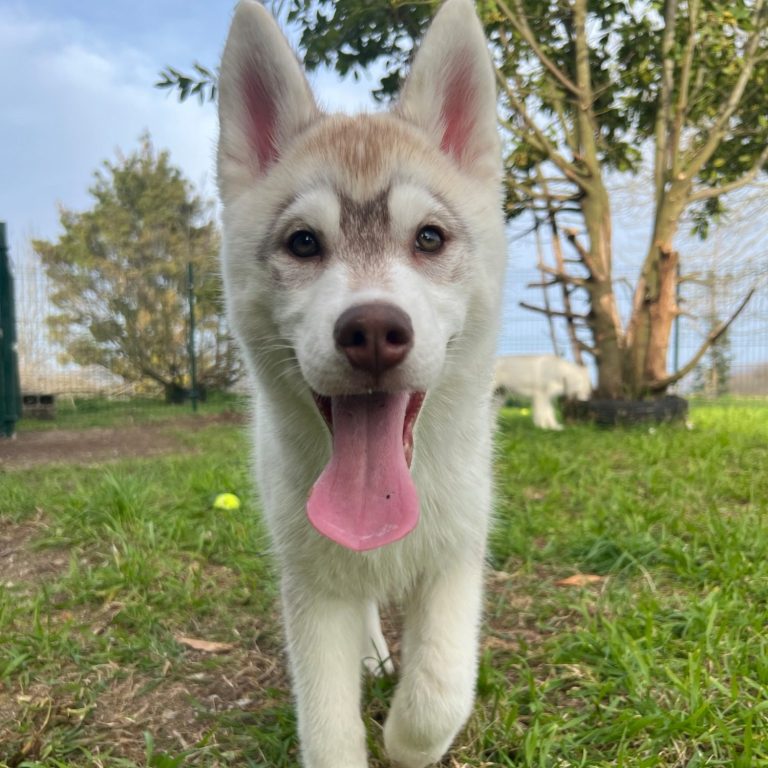 Cachorro de Husky Siberiano Disponible
