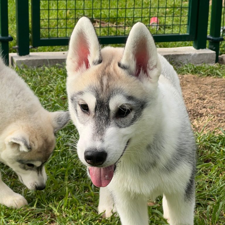 Cachorro de Husky Siberiano